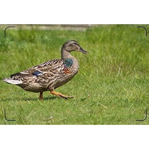 Lente Telefoto 3.5x Digital Nc para Cámaras Sony Nikon Canon