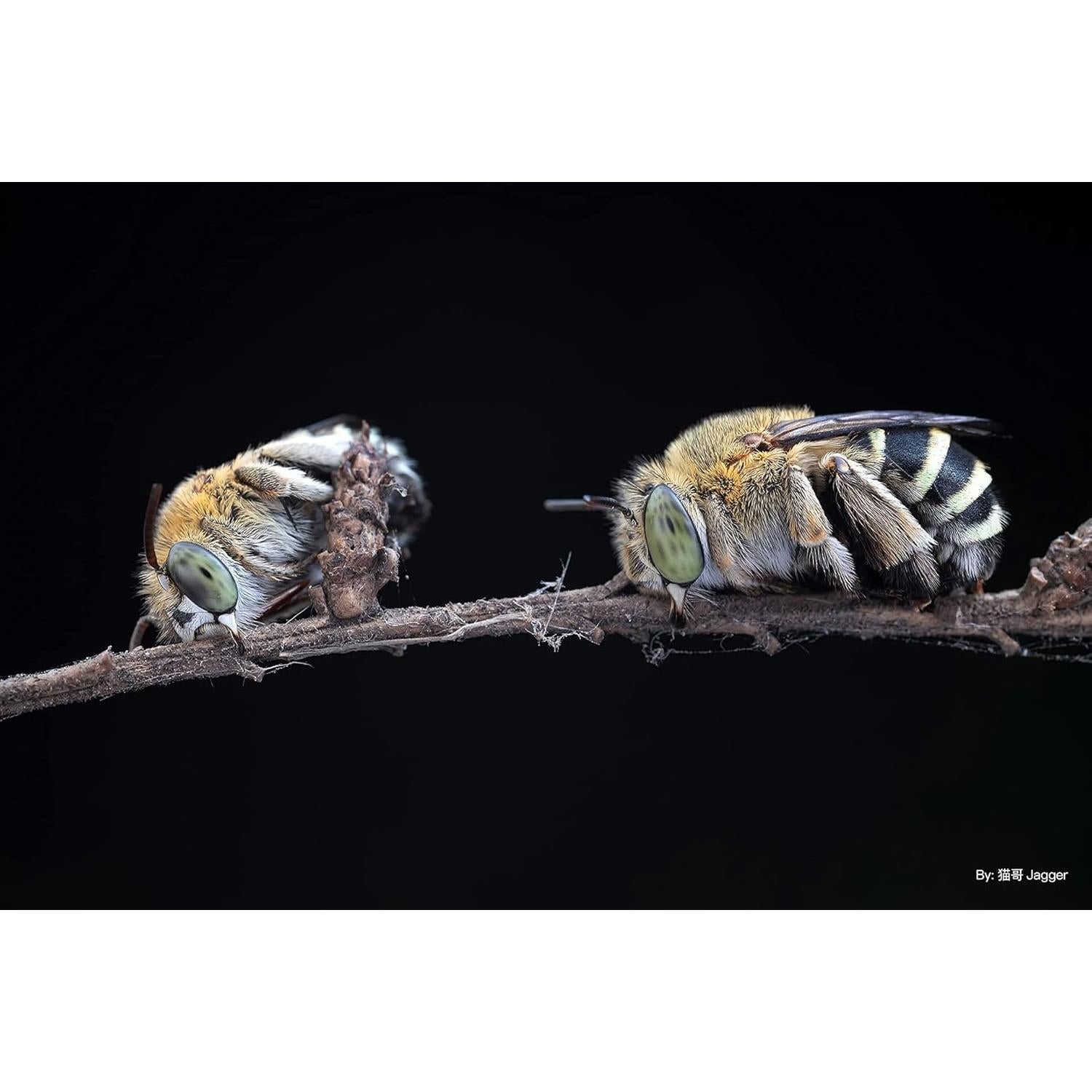 Lente Macro 40mm F2.8 TTArtisan para Cámaras Sony E