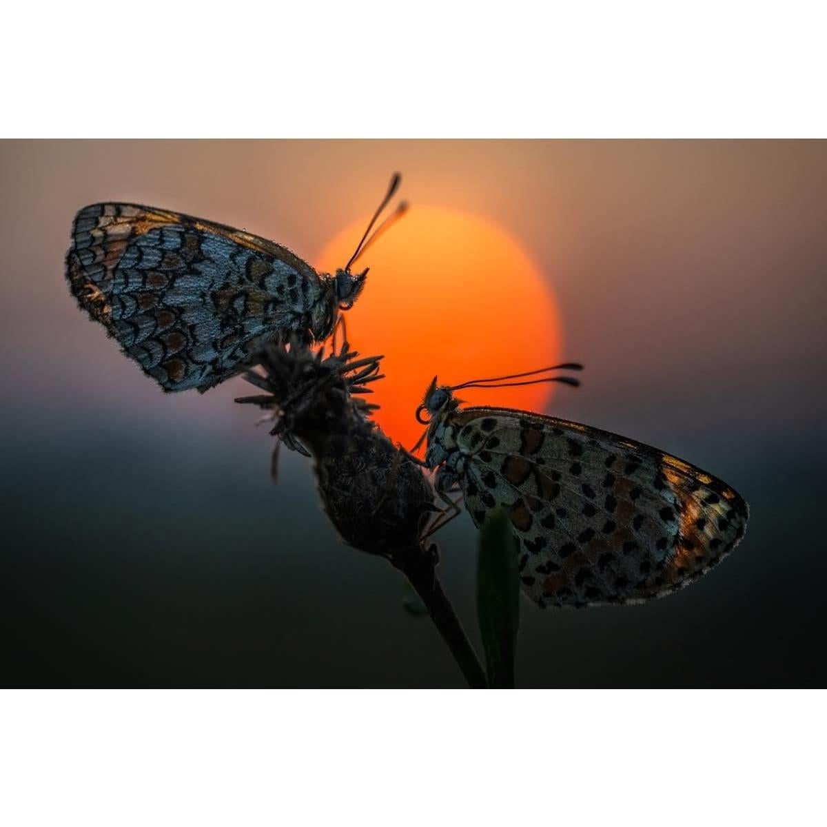 Lente Macro Laowa 58mm f/2.8 2X para Nikon Z - 0.97 kg