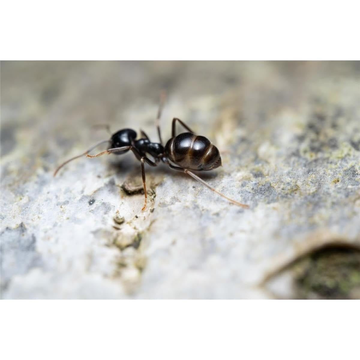 Lente Macro Laowa 58mm f/2.8 2X para Nikon Z - 0.97 kg