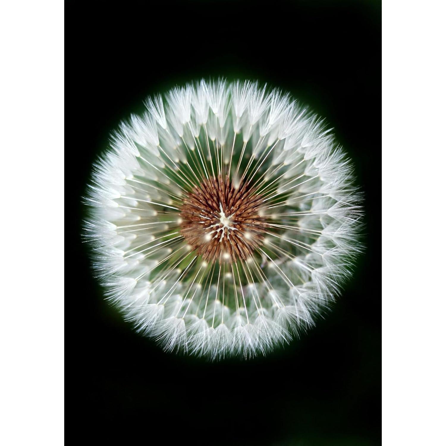 Lente Macro 10x Digital Nc para Cámaras DSLR 37mm