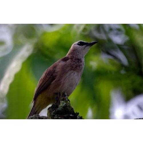 Lente Telefoto 500mm HD OPTURA para Cámaras DSLR Canon