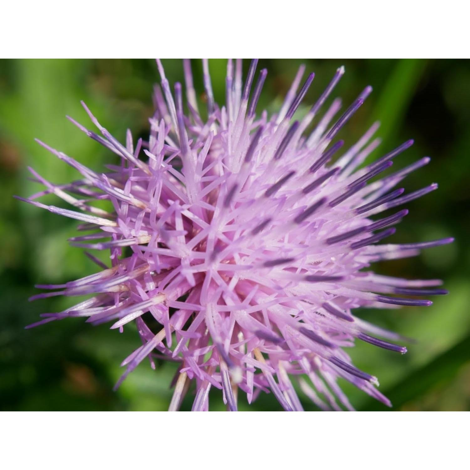 Lente Gran Angular 58MM HD OPTURA para Canon EOS Rebel