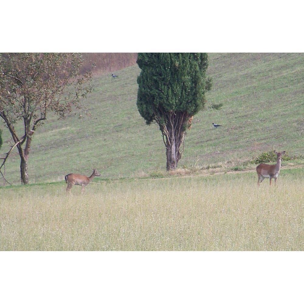 Lente Telefoto Opteka 650-1300mm para Cámaras Samsung NX + Kit Limpieza