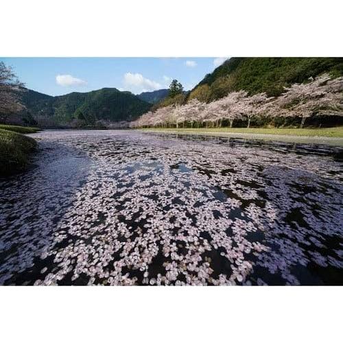Lente Gran Angular Zoom Sony FE 12-24mm F4 G SEL1224G