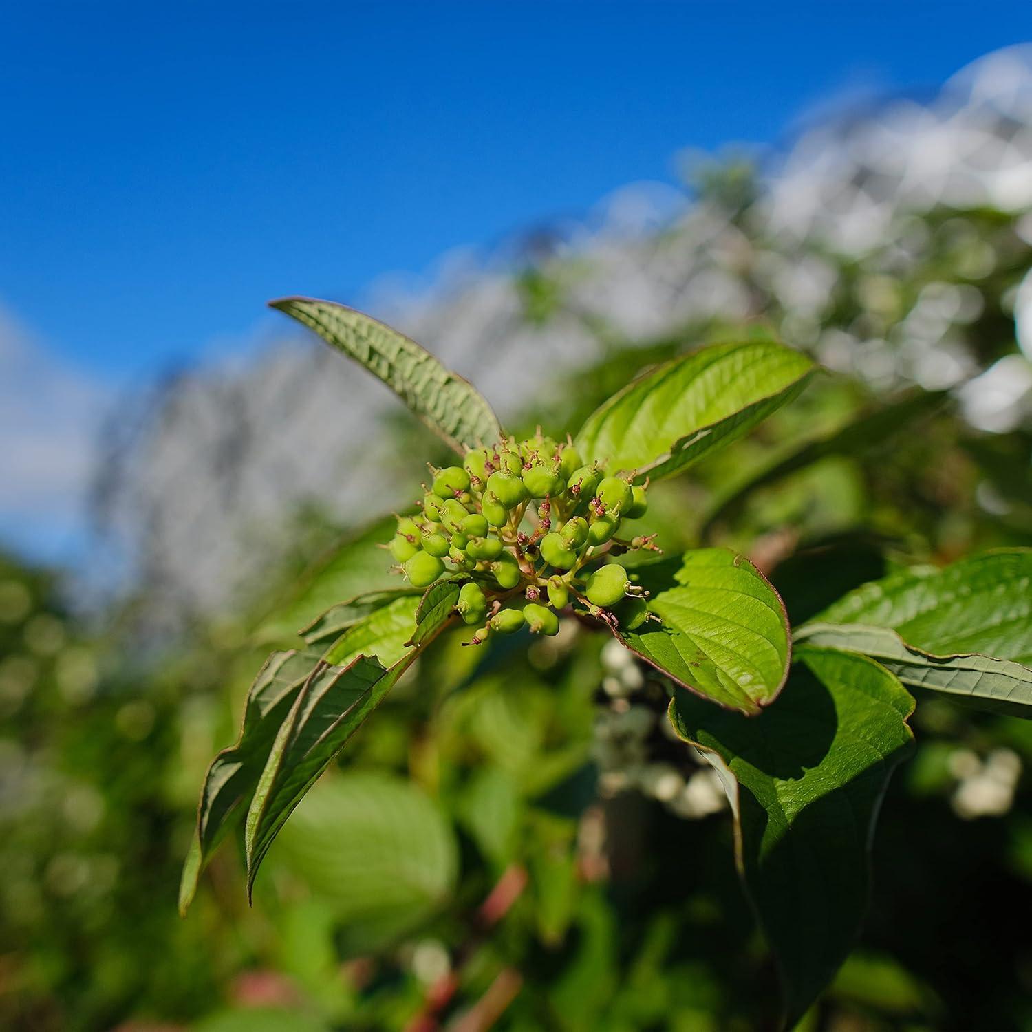 Lente Samyang AF 12mm F2.0 Autofocus para Fuji X-Mount