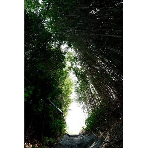 Lente Sigma 10-18mm f/2.8 DC DN Contemporánea para Canon RF-S