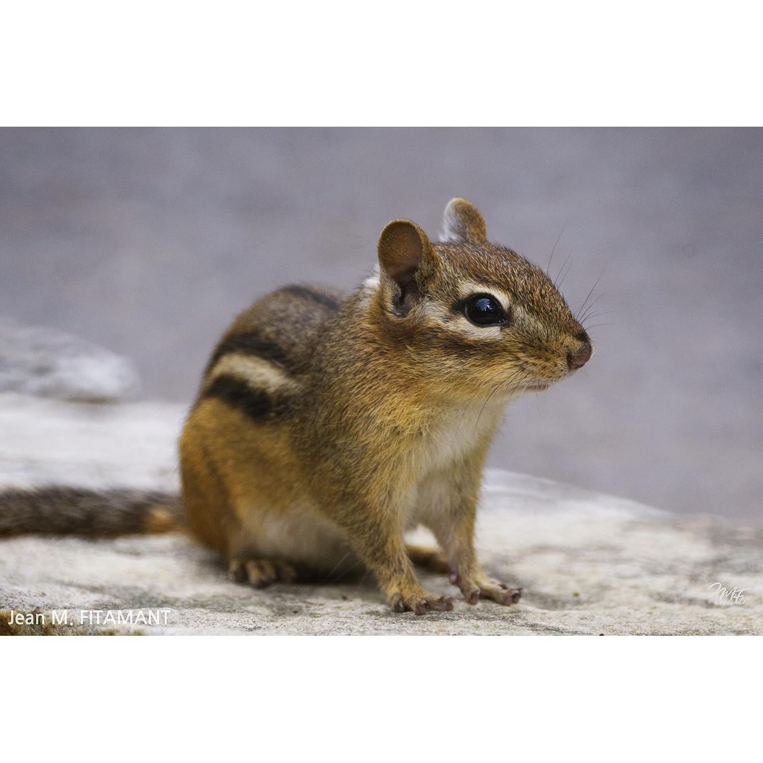 Lente Telefoto Tokina SZX 400mm f/8 Reflex para Canon RF