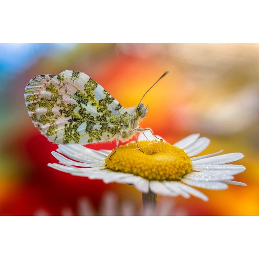 Lente Macro 100mm f/2.8 2X APO Laowa para Sony E-Mount