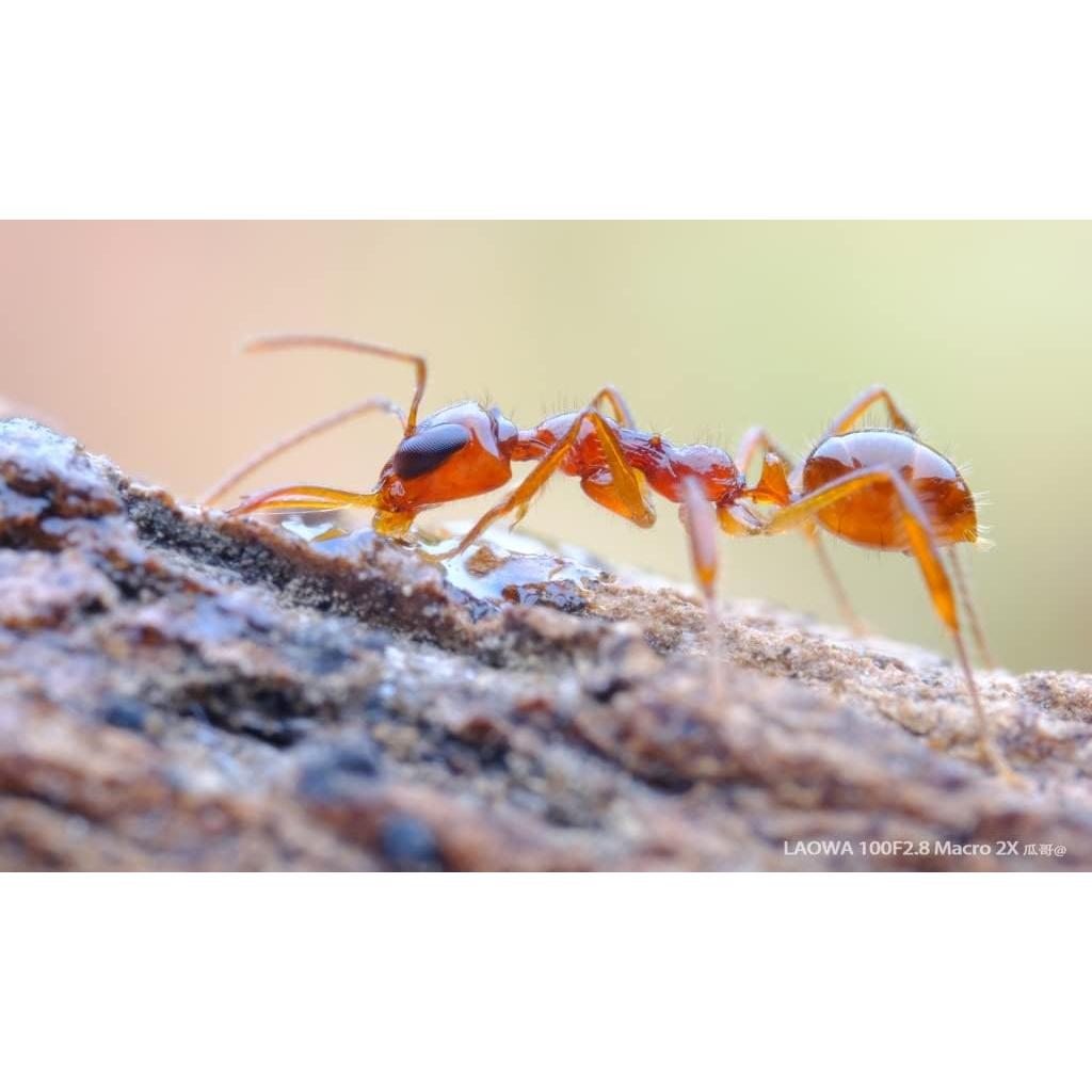 Lente Macro 100mm f/2.8 2X APO Laowa para Sony E-Mount