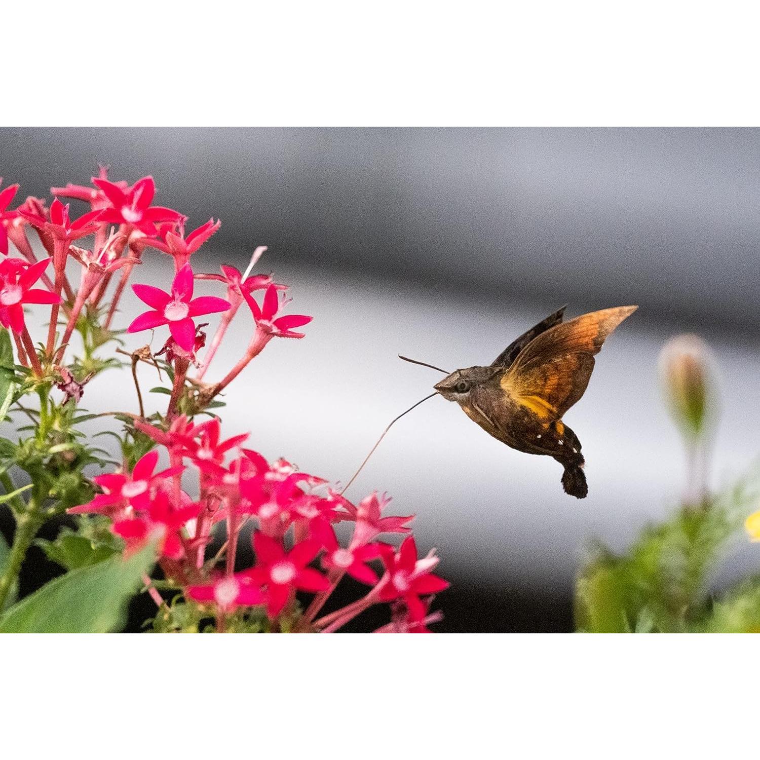 Teleobjetivo catadióptrico Tokina SZ-Pro 300mm F7.1 para Canon EF-M
