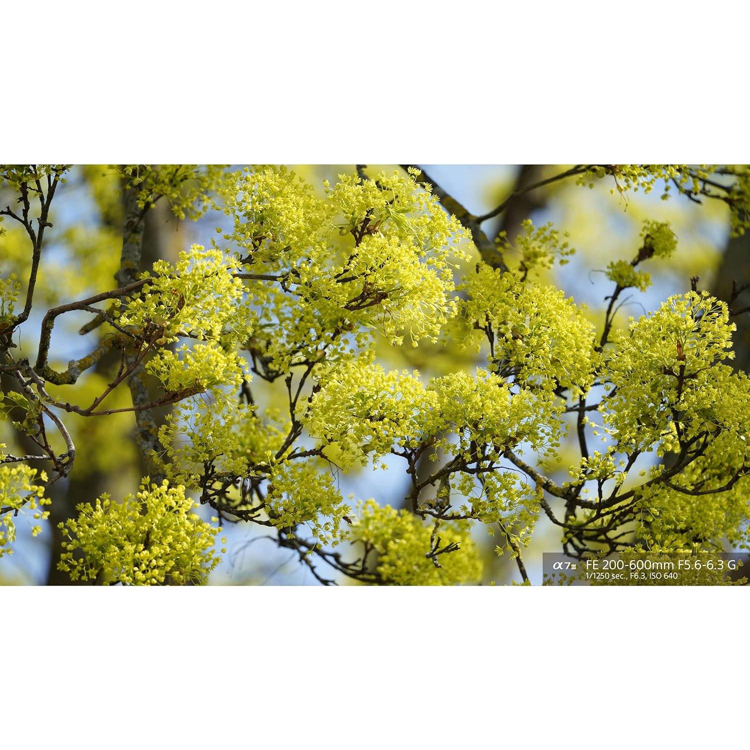 Lente Sony FE 200-600mm f/5.6-6.3 G OSS con Accesorios