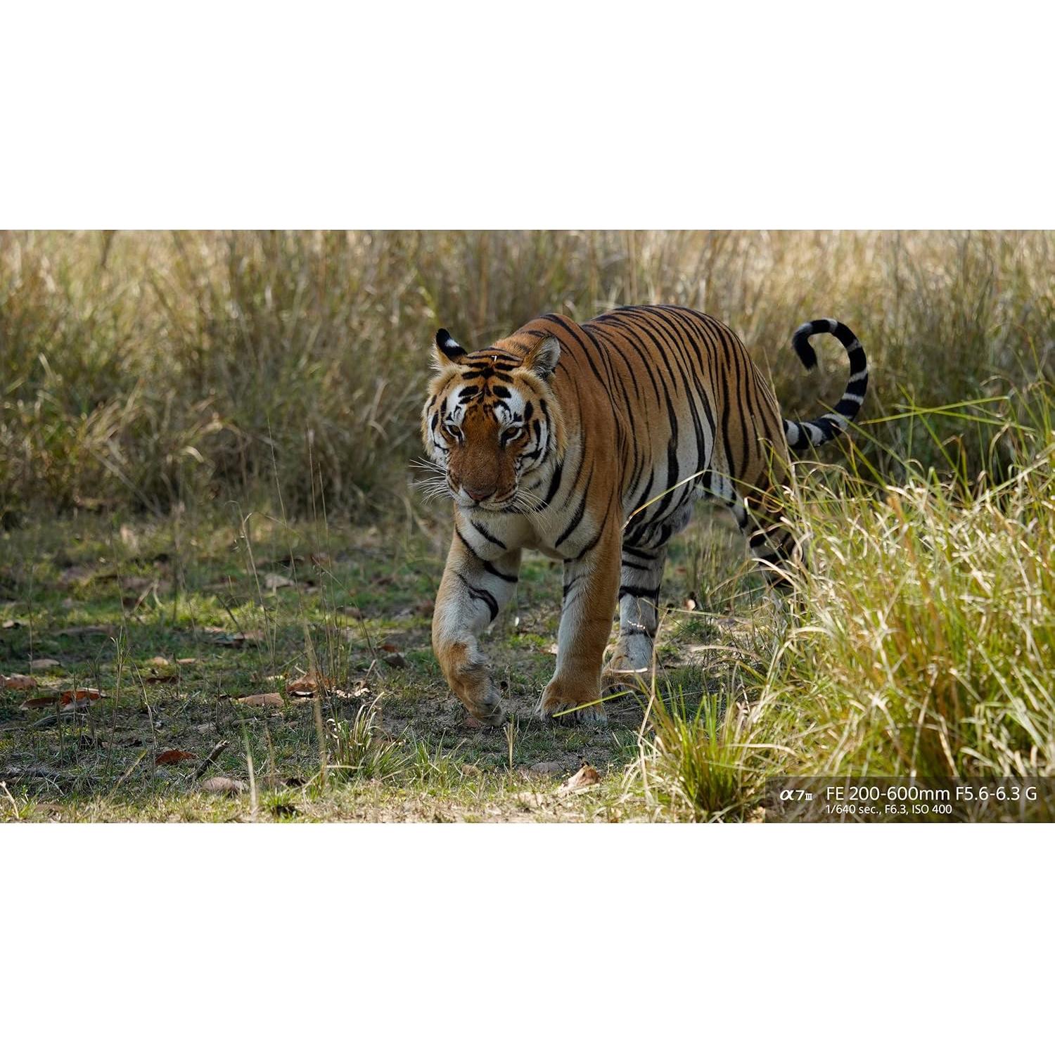 Lente Sony FE 200-600mm f/5.6-6.3 G OSS con Accesorios