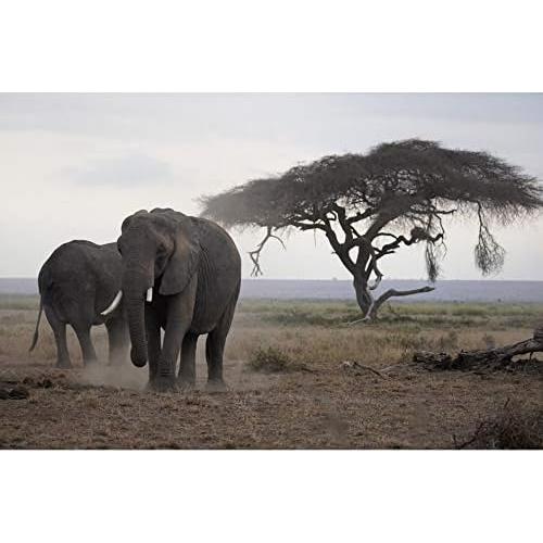 Lente Sony E 70-350mm F4.5-6.3 G OSS para Cámaras APS-C