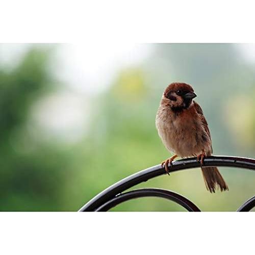 Lente Sony E 70-350mm F4.5-6.3 G OSS para Cámaras APS-C