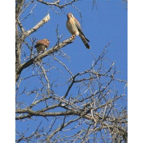 Kit de Lentes OPTURA HD 52MM Gran Angular Ojo de Pez Telefoto