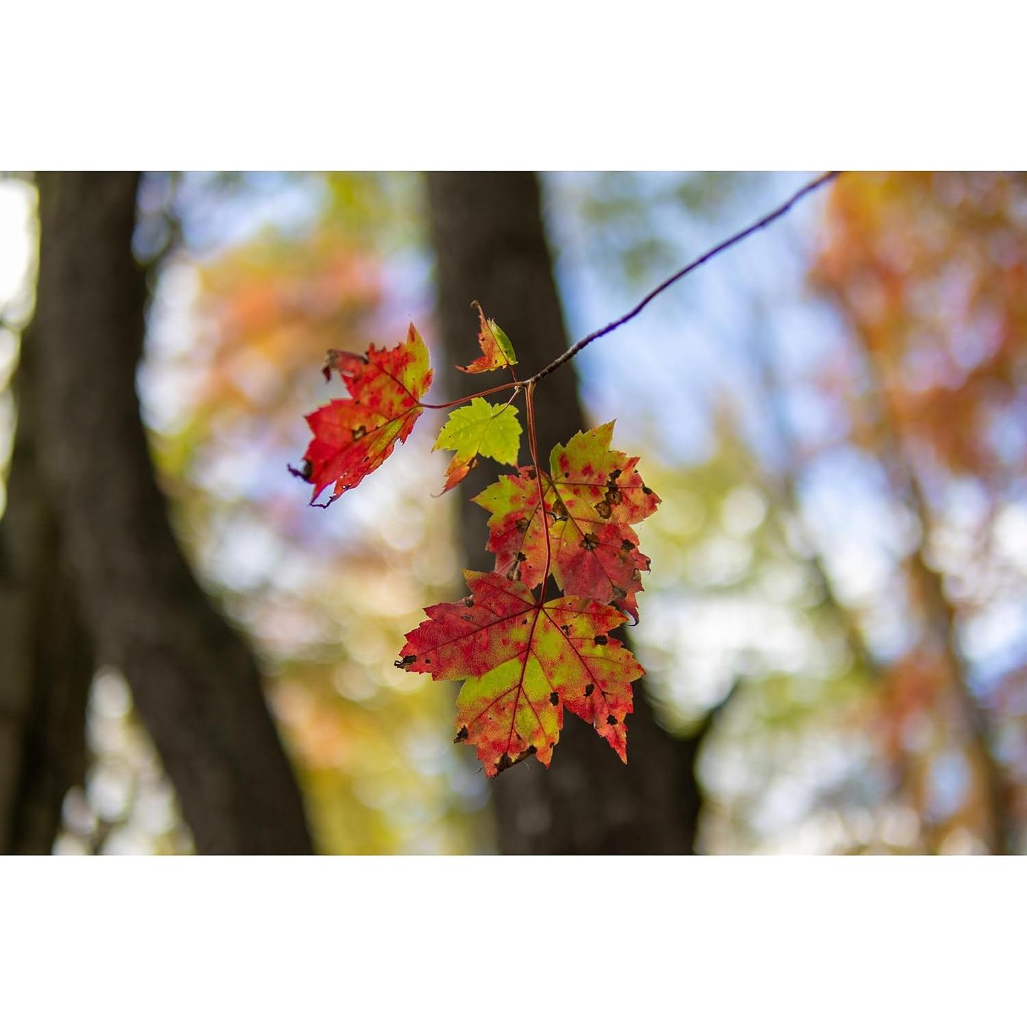 Lente Sigma 30mm F1.4 DC DN para montura RF - Negro