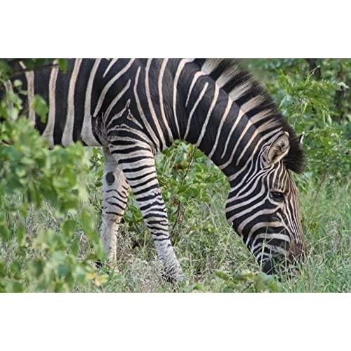 Lente Telefoto 2.2x Digital Nc para Canon Powershot S5IS