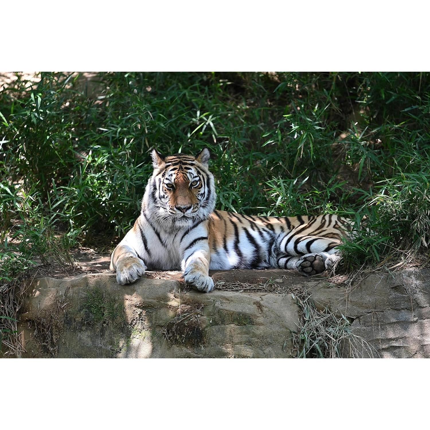 Teleconvertidor Nikon Z TC-2.0X para Lentes NIKKOR Z