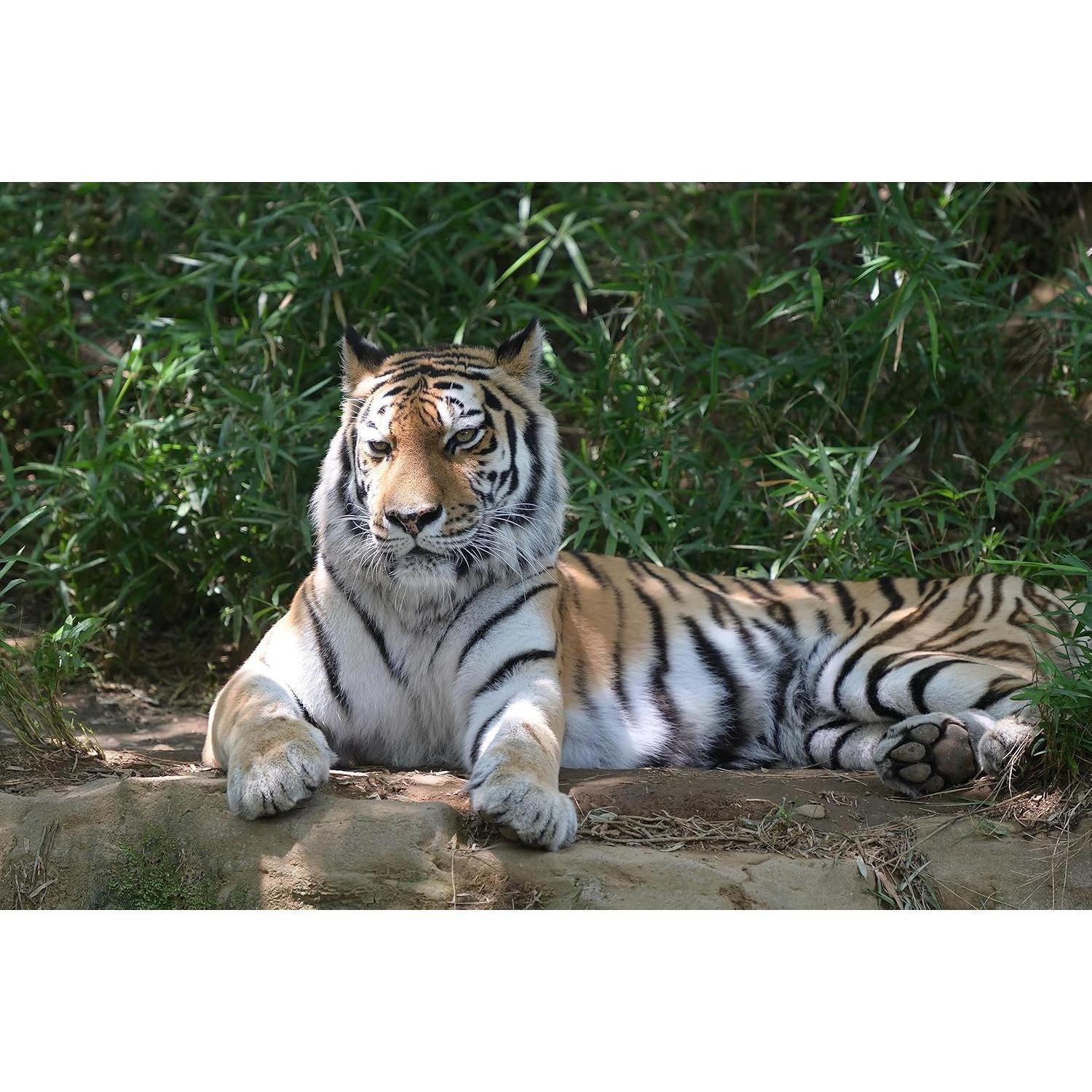 Teleconvertidor Nikon Z TC-2.0X para Lentes NIKKOR Z