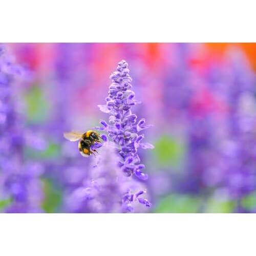 Lente Sigma 105mm f/2.8 DG DN Macro Art para Sony E + Accesorios