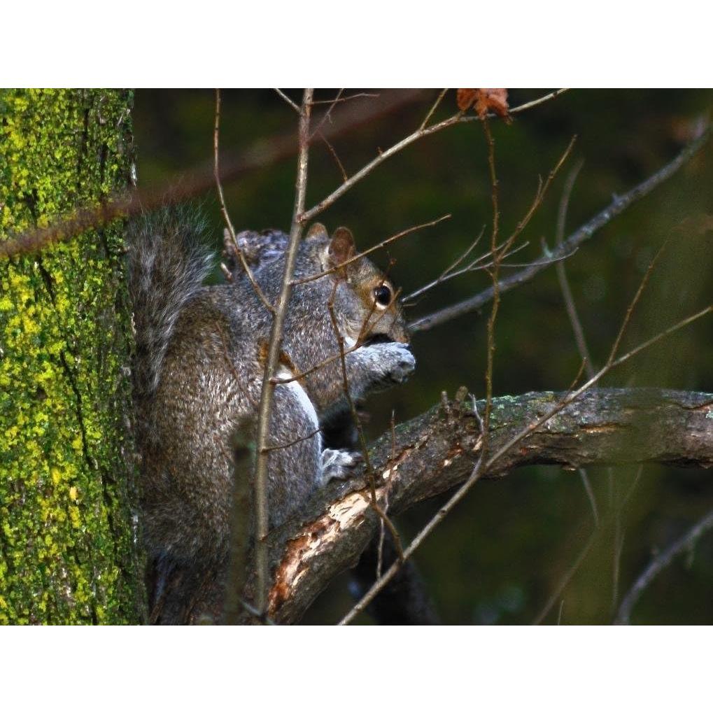 Lente Telefoto Manual 500mm f/8 GPNY para Canon DSLR