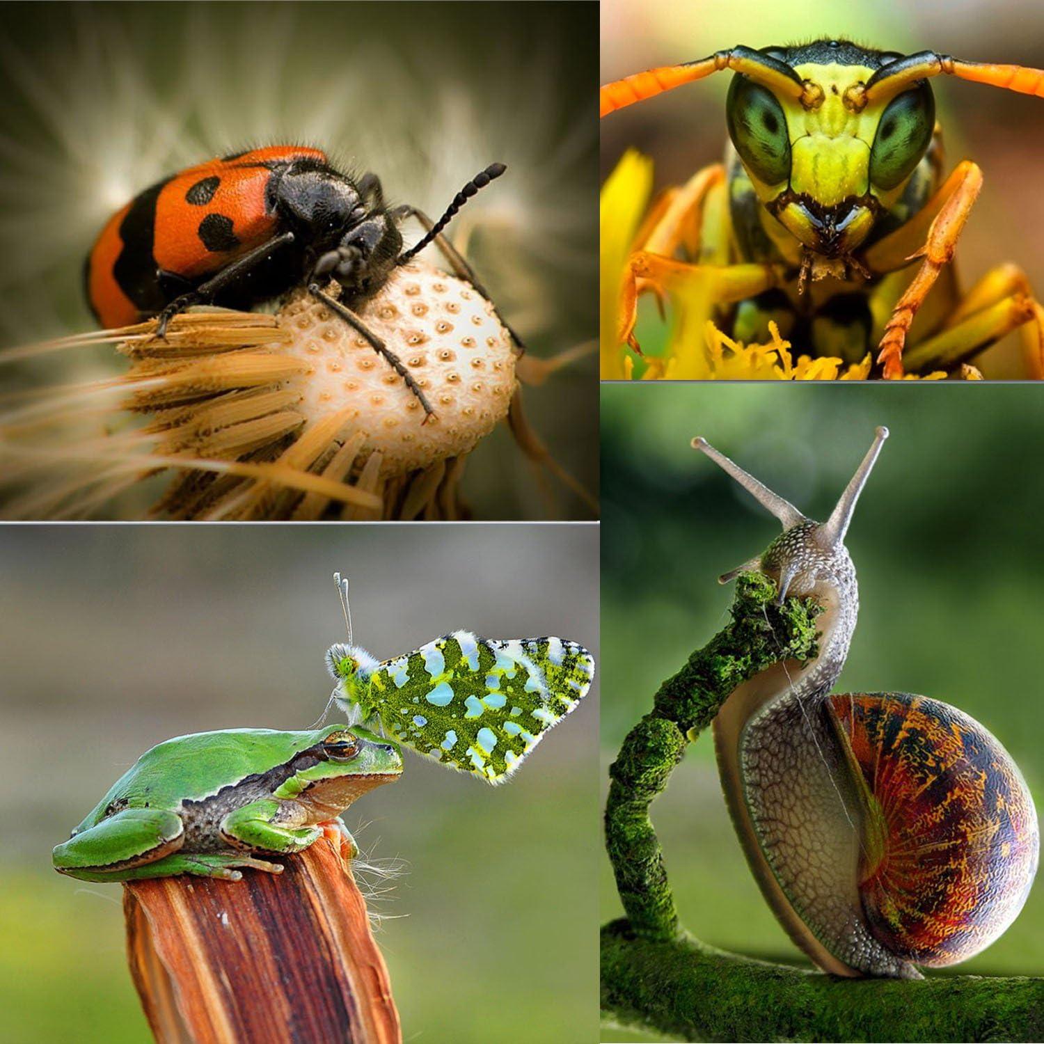 Tubo de Extensión Macro Sevenoak KK-C68 para Canon DSLR 12/20/36mm