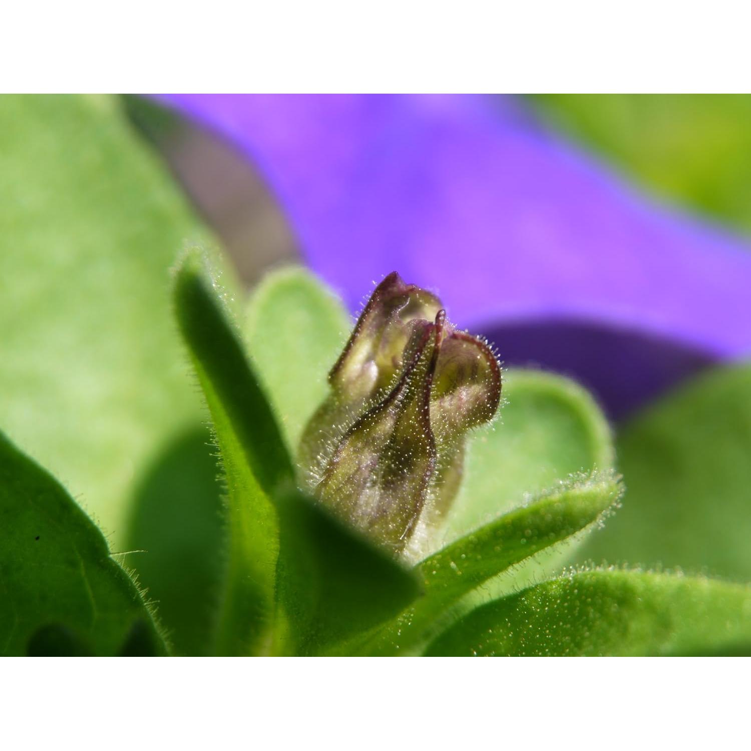 Juego de tubos de extensión NANOHA NT-01M 10mm/16mm para cámaras sin espejo