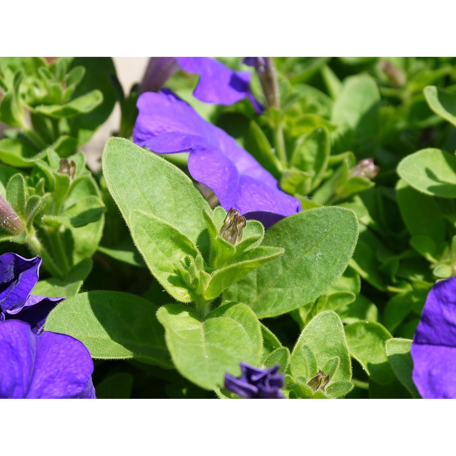 Juego de tubos de extensión NANOHA NT-01M 10mm/16mm para cámaras sin espejo