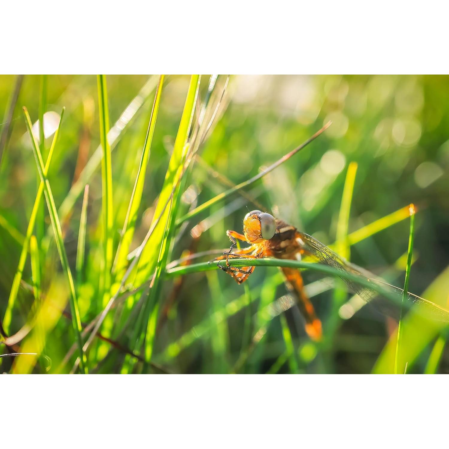 Lente Canon RF 24mm F1.8 Macro IS STM - 269g