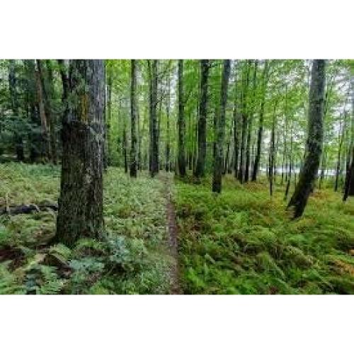 Filtro Polarizador Circular CPL 52mm Commander Elite Optics