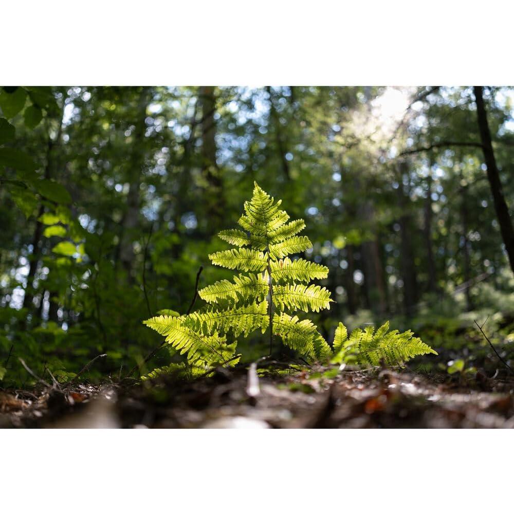 Lente Sigma 23mm f/1.4 DC DN para FUJIFILM X - Accesorios incluidos