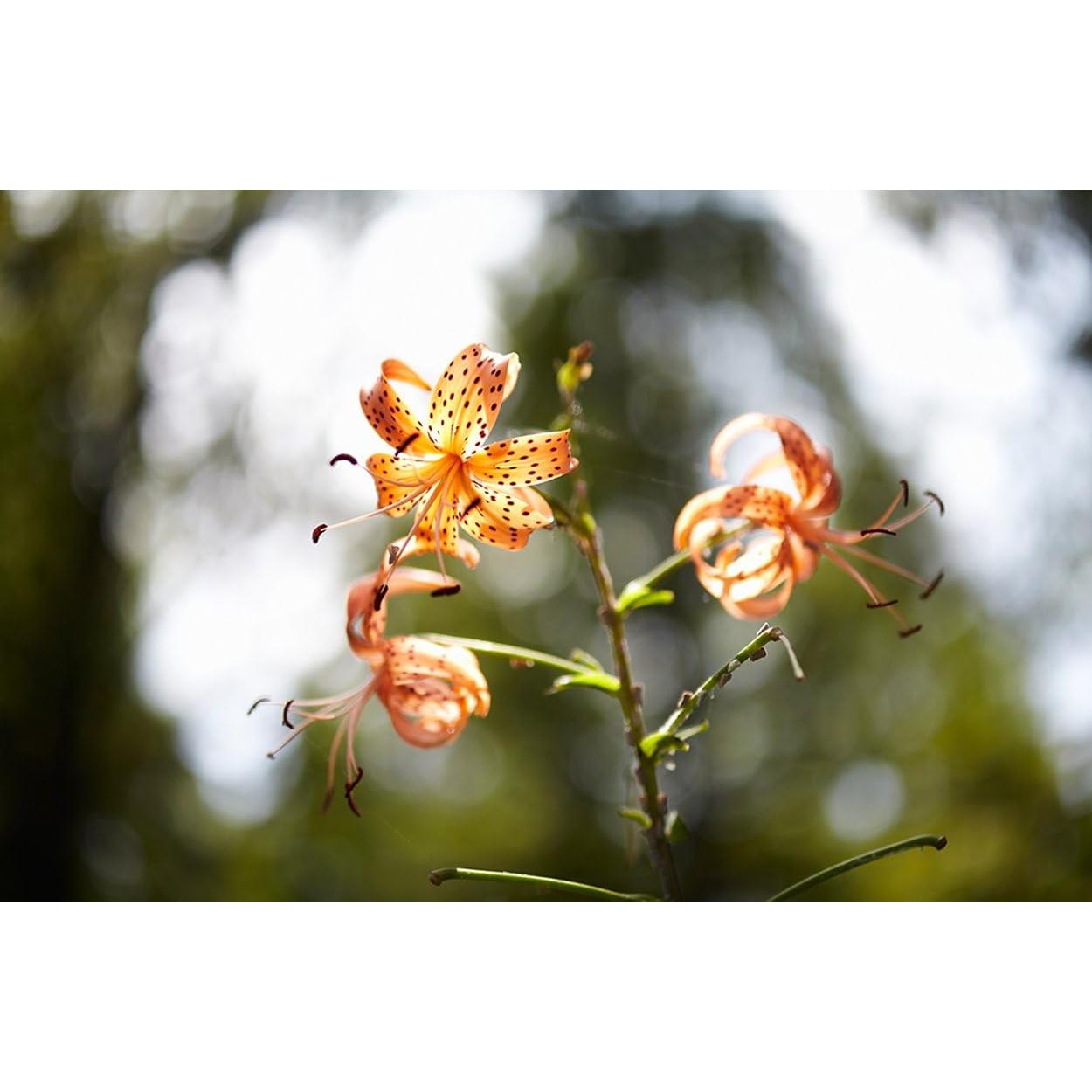 Lente Samyang 85mm F1.4 Asférico para Micro Cuatro Tercios