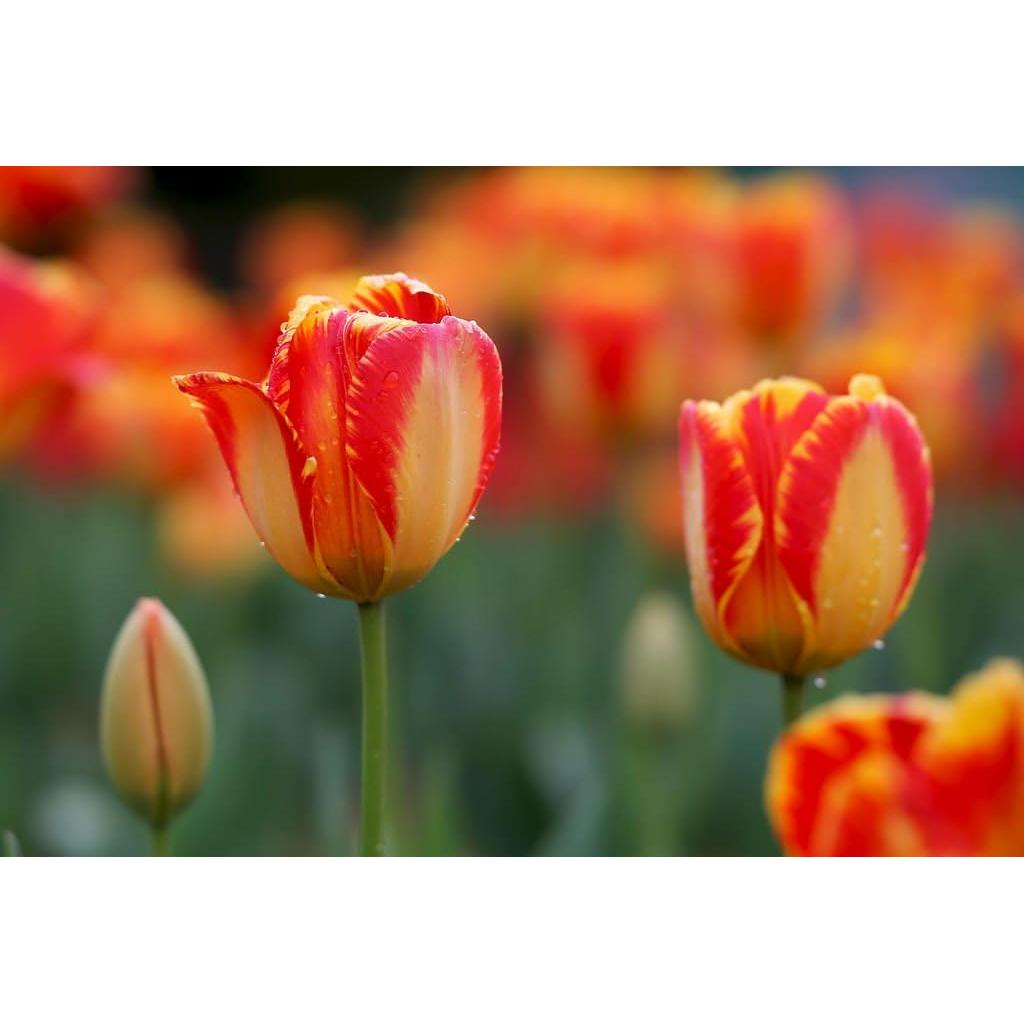 Objetivo Laowa VE10520N 105mm F2 STF para Nikon