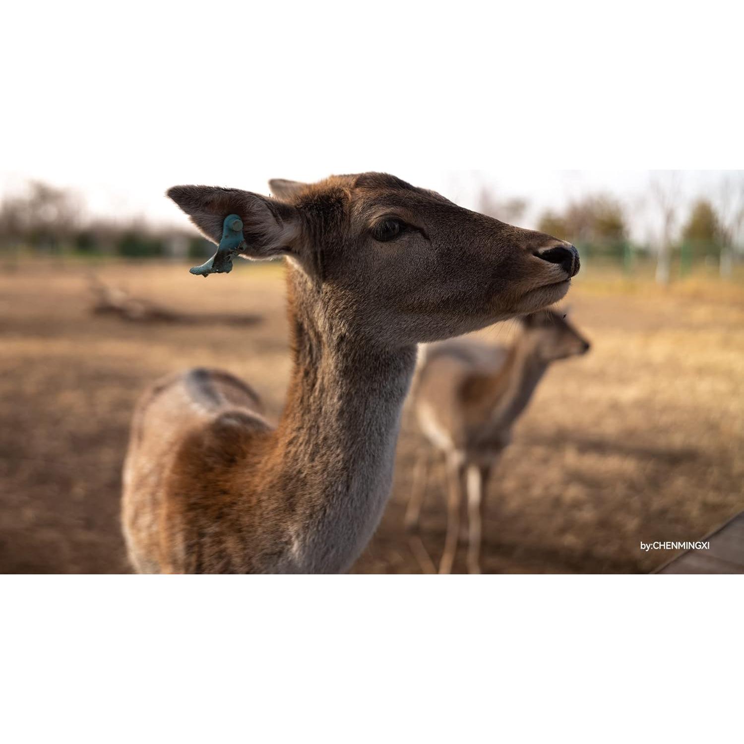 Lente TTArtisan APO M35mm F2 para Cámaras Leica M