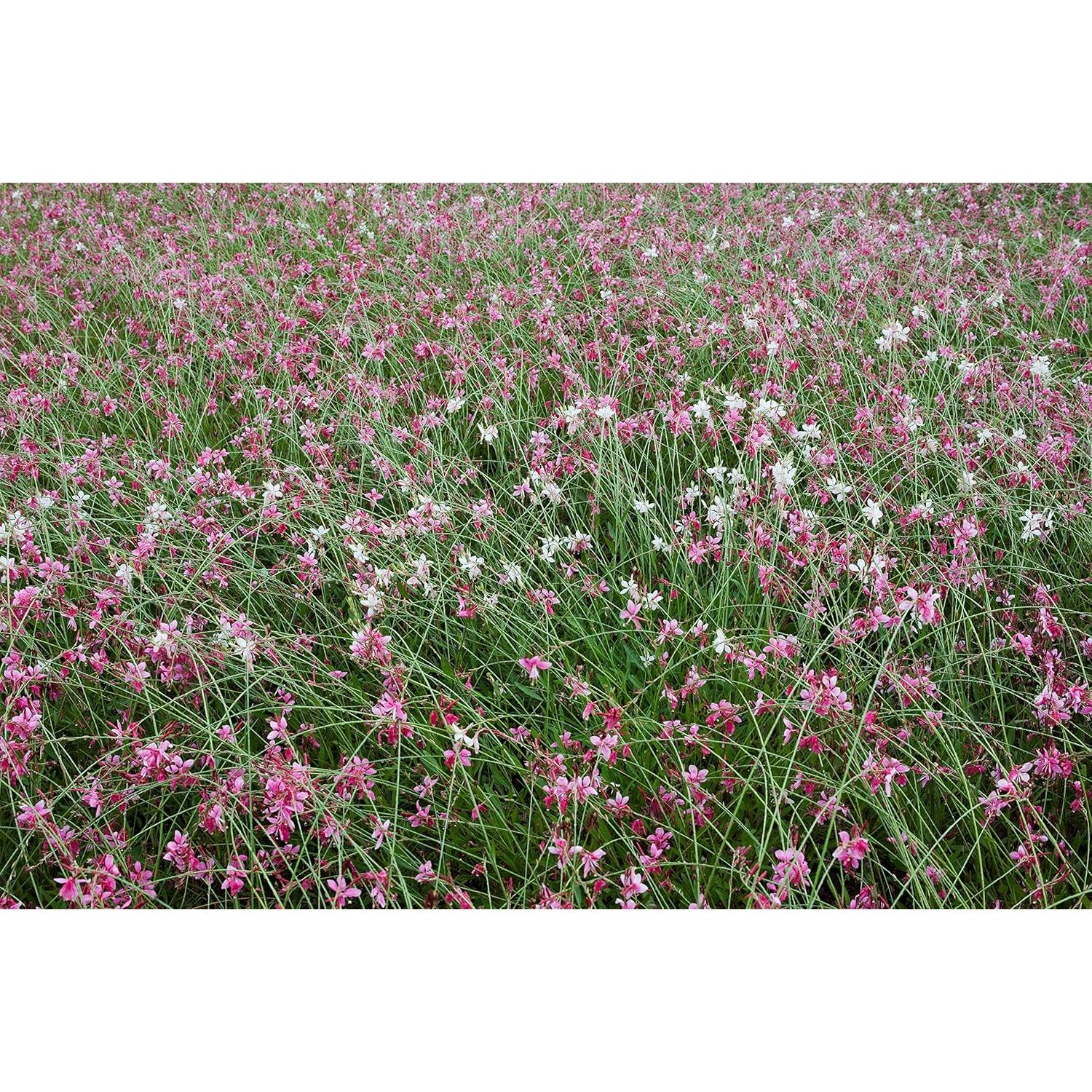 Lente Samyang 35mm F1.4 Manual para Pentax - 0.70 kg