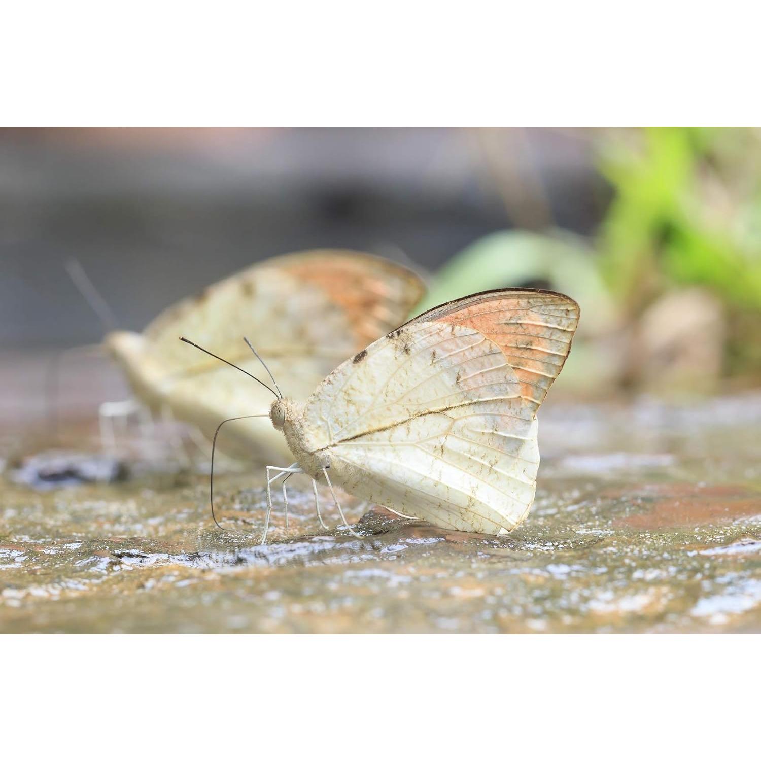 Lente Macro Digital +10 Acromático 40.5mm para Cámaras