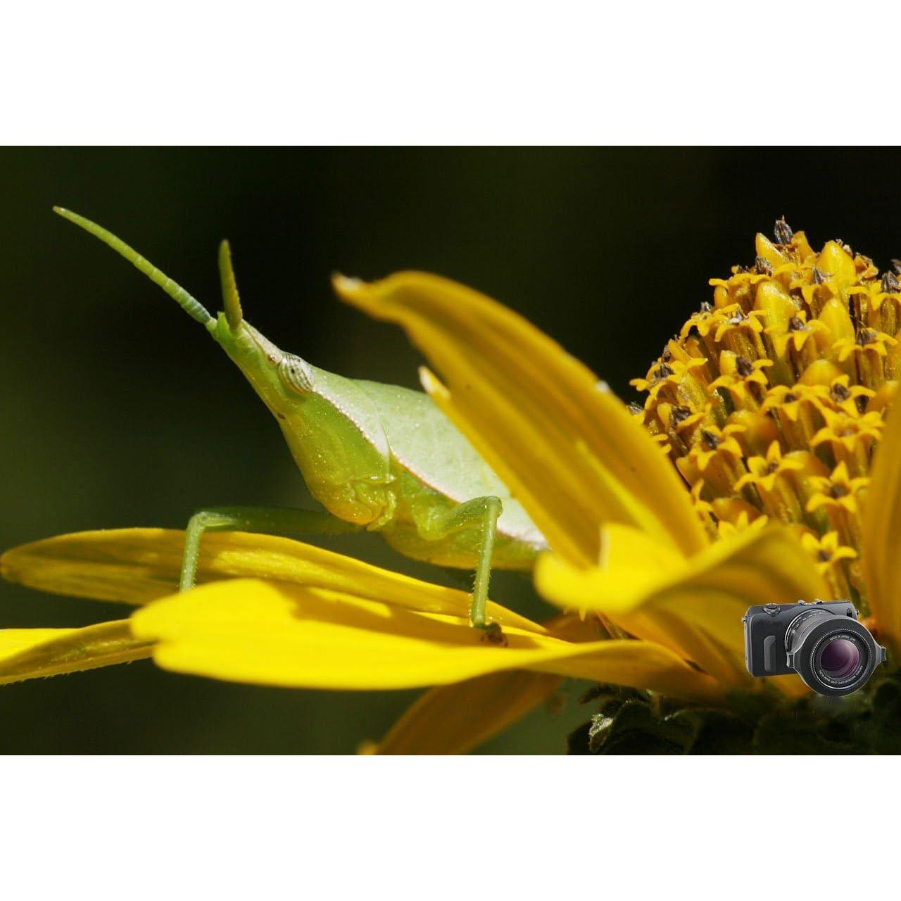 Lente Macro Raynox DCR-150 para Fotografía Digital