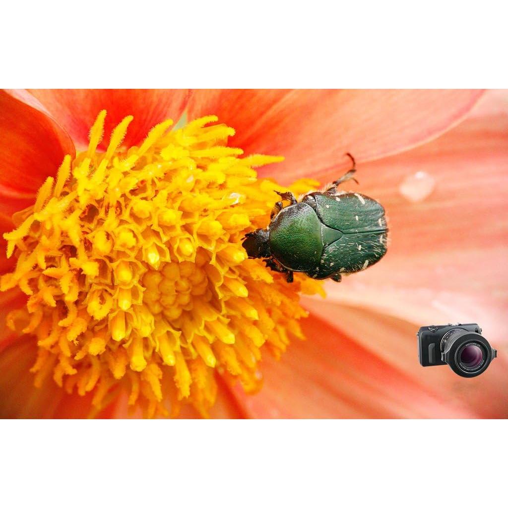 Lente Macro Raynox DCR-150 para Fotografía Digital
