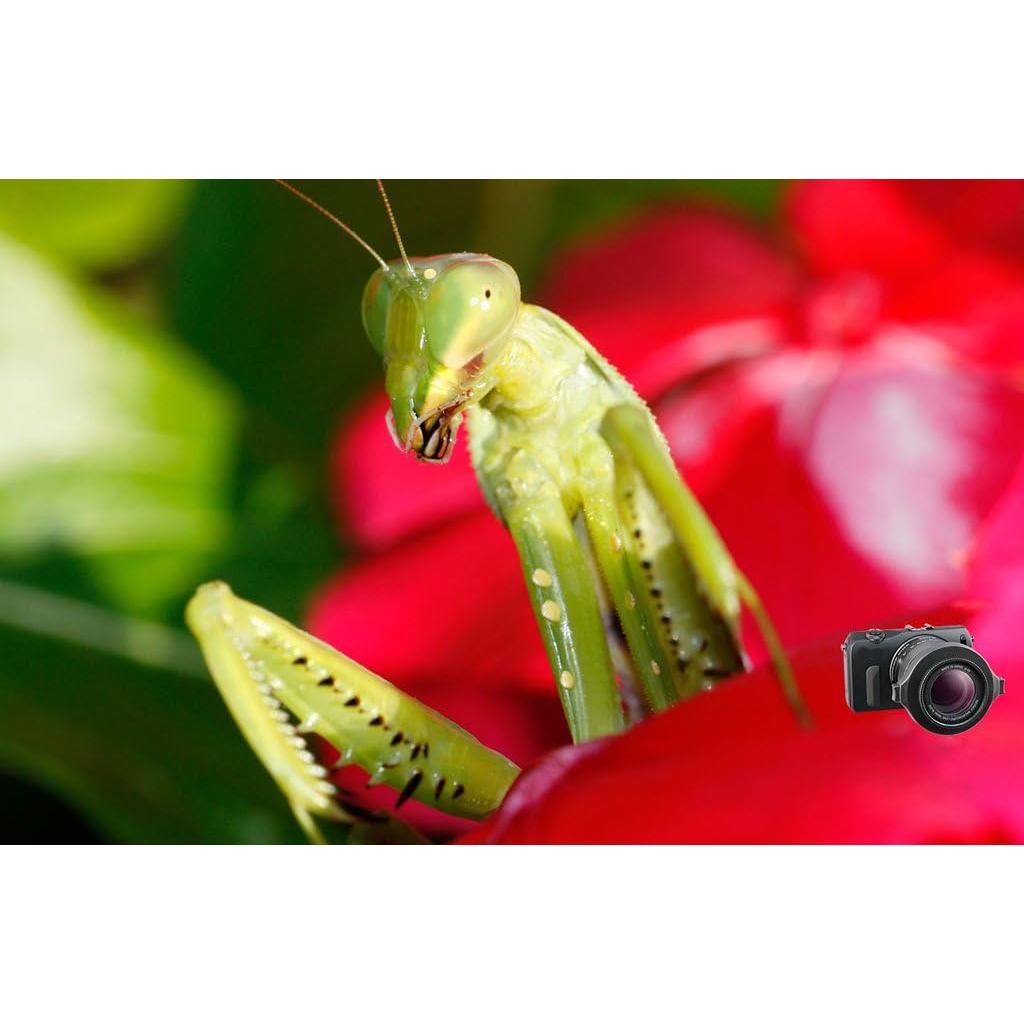 Lente Macro Raynox DCR-150 para Fotografía Digital