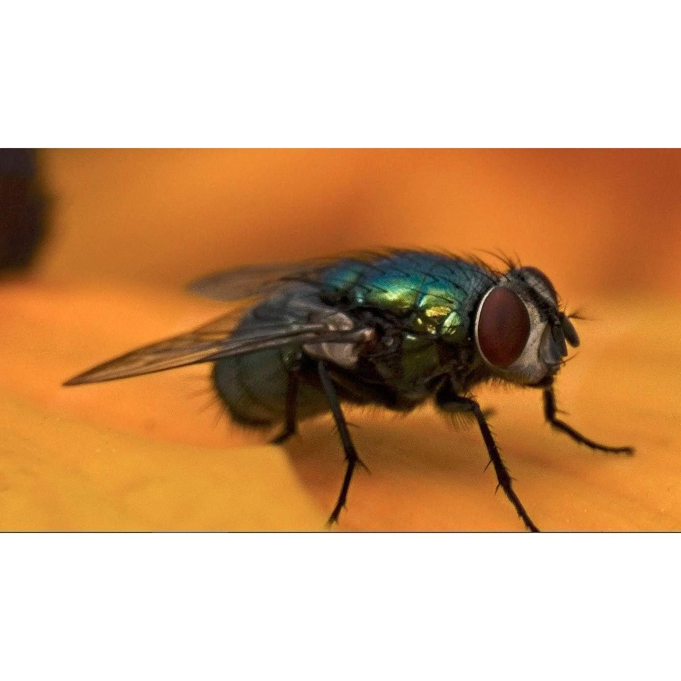 Lente Macro 77mm +10 OPTURA HD para Pentax 200mm f/2.8