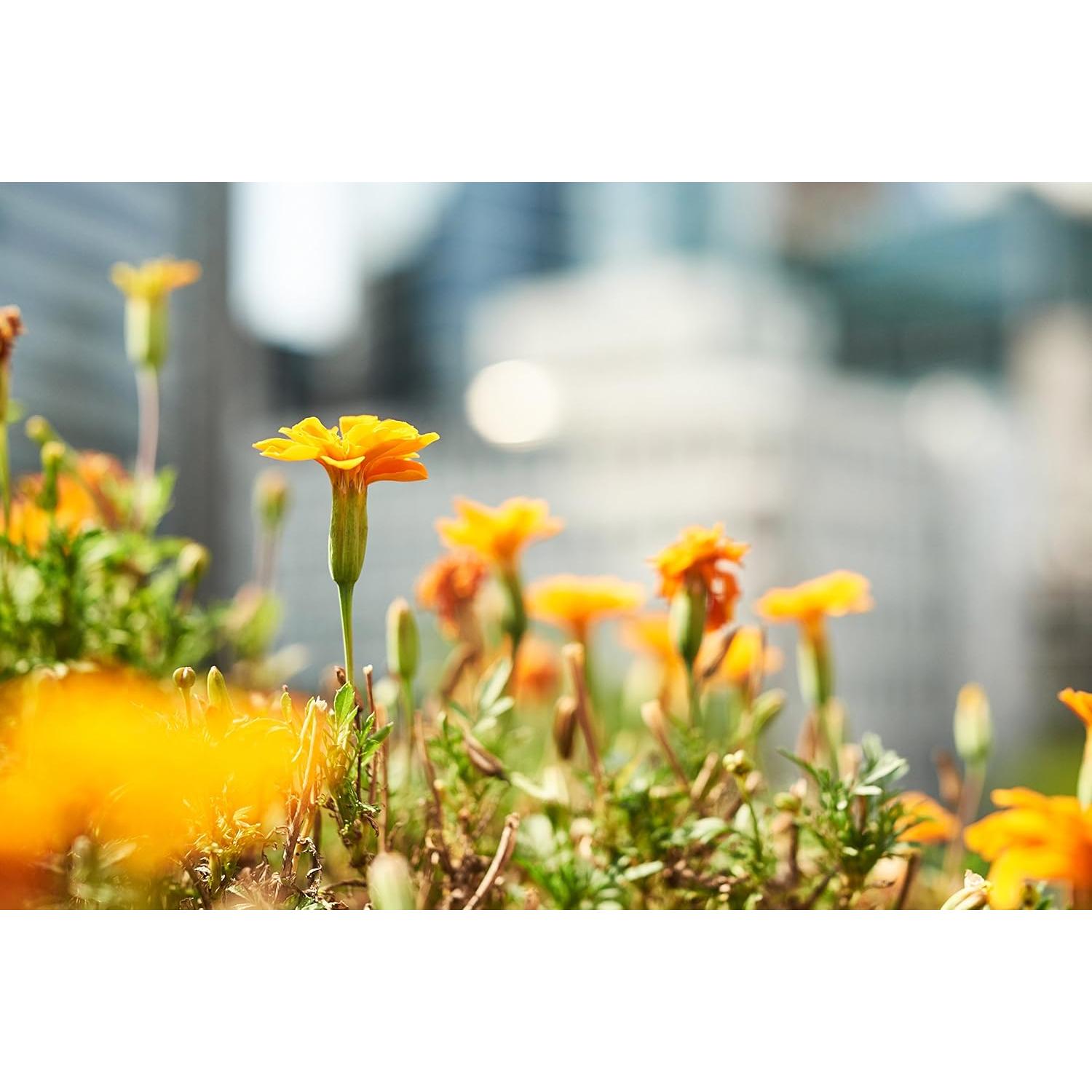 Lente Samyang F1.2 35mm Manual para Fuji X - Óptica de Alta Calidad