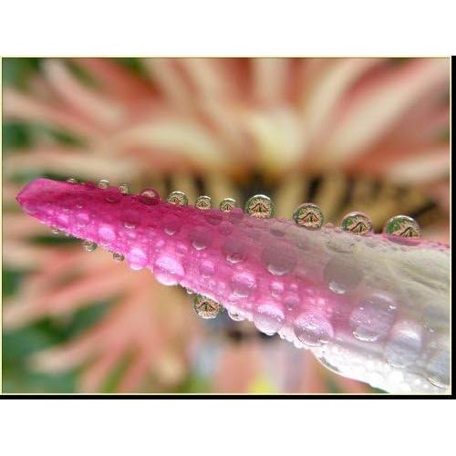 Lente Gran Angular 0.45x Hyla Optics para Sony Handycam