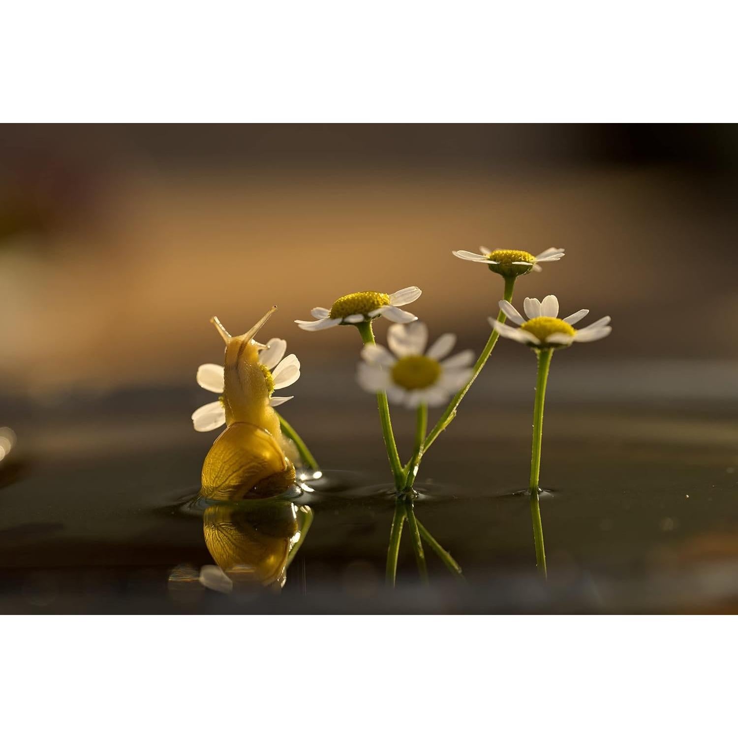 Lente Macro Nikon NIKKOR Z MC 105mm f/2.8 VR S