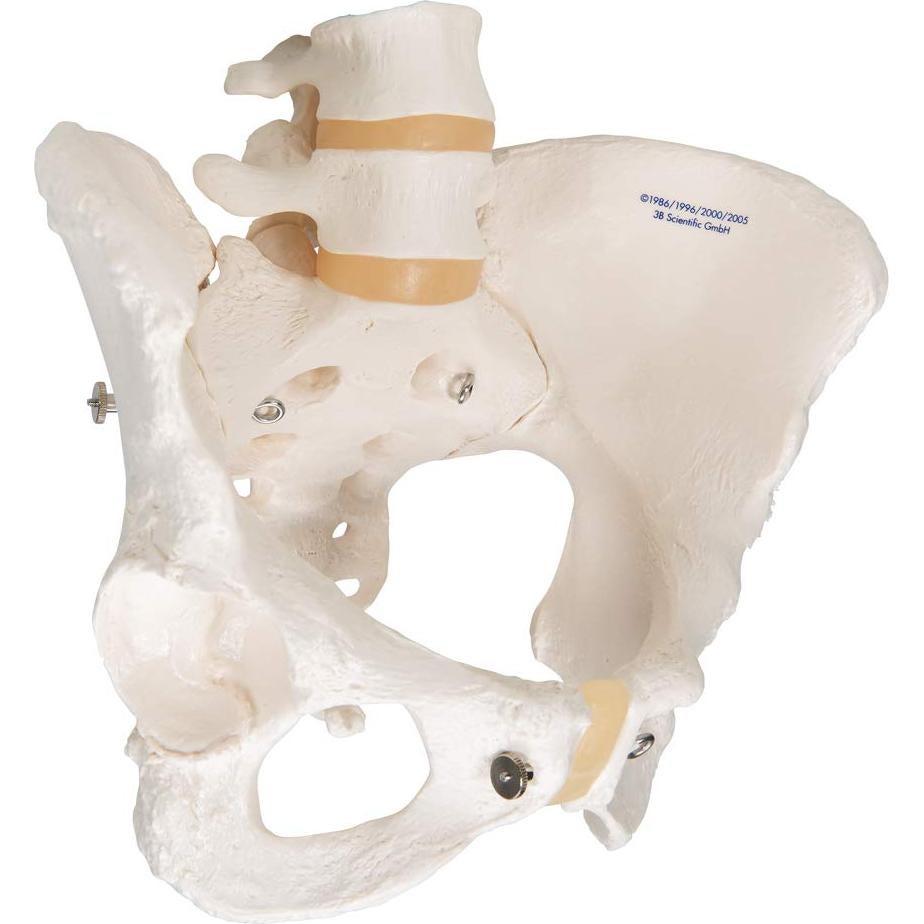 Esqueleto Pélvico Femenino 3B Scientific A61 - Anatomía Inteligente