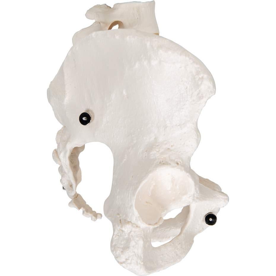 Esqueleto Pélvico Femenino 3B Scientific A61 - Anatomía Inteligente