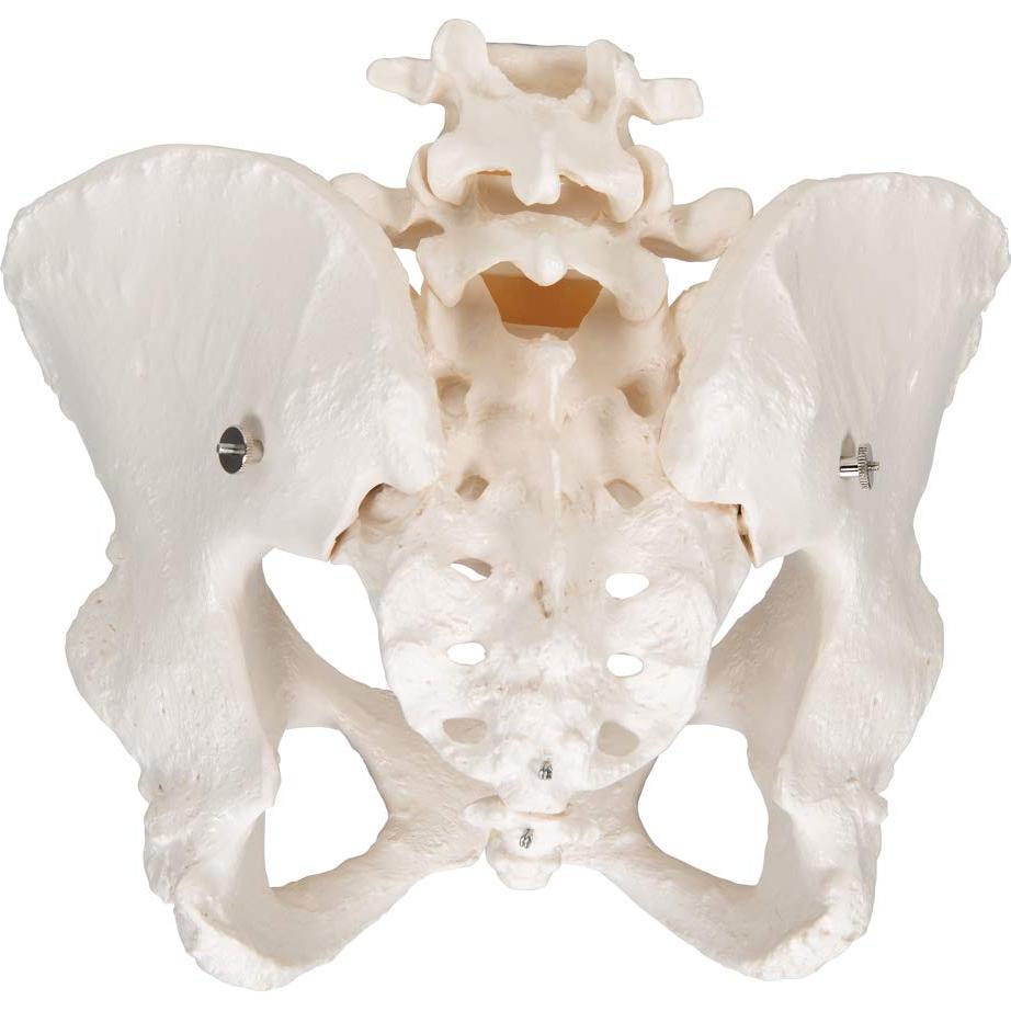 Esqueleto Pélvico Femenino 3B Scientific A61 - Anatomía Inteligente