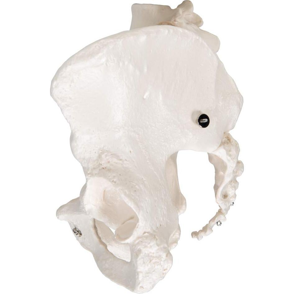 Esqueleto Pélvico Femenino 3B Scientific A61 - Anatomía Inteligente