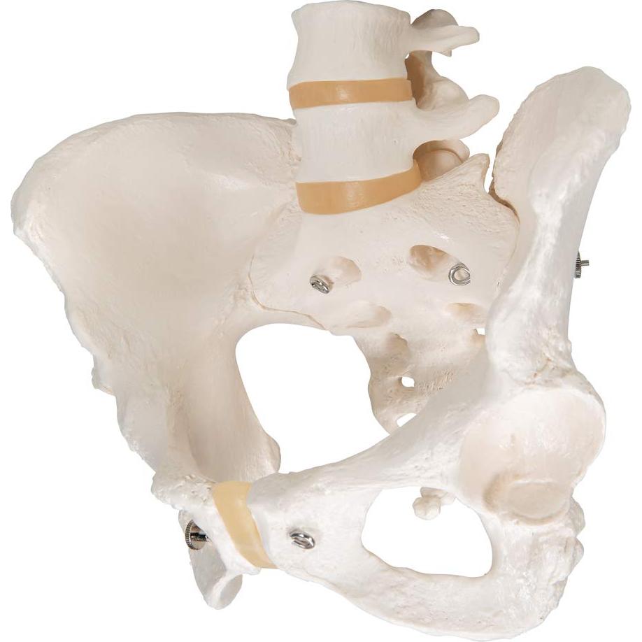 Esqueleto Pélvico Femenino 3B Scientific A61 - Anatomía Inteligente