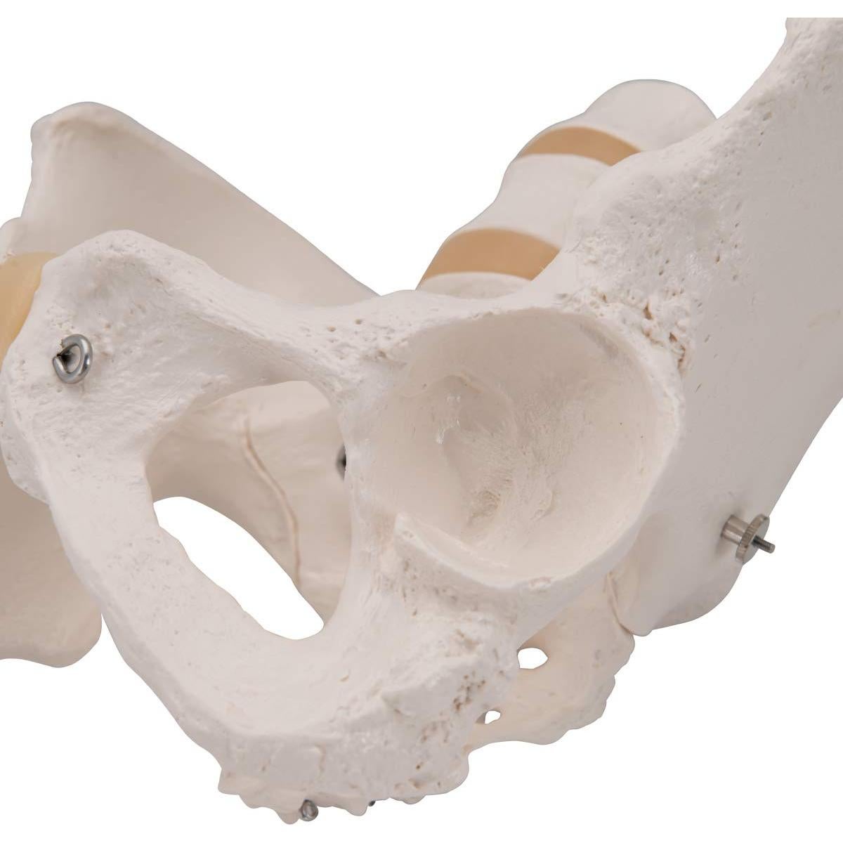 Esqueleto Pélvico Femenino 3B Scientific A61 - Anatomía Inteligente